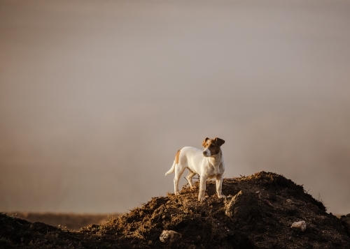 Lone terrier on dirt mound - Australian Stock Image