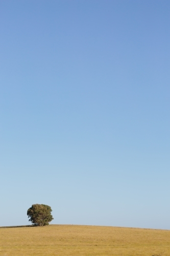 Lone tree in grassy paddock - Australian Stock Image