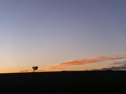Lone tree silhouetted against dusk sky with little cloud