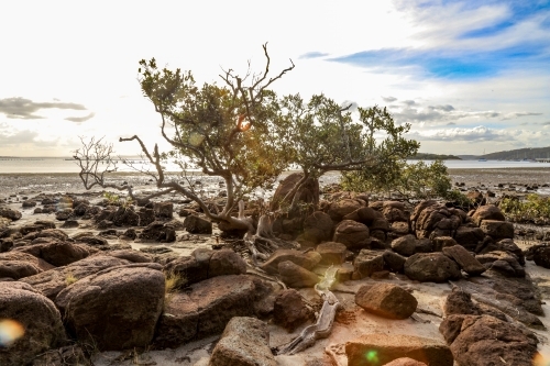 Lone tree surrounded by rocky coastline at low tide - Australian Stock Image