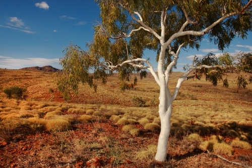 Lone white Ghost Gum tree in the outback - Australian Stock Image