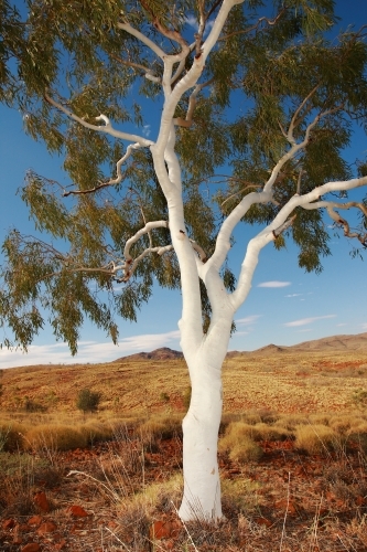 Lone white Ghost Gum tree in the outback - Australian Stock Image