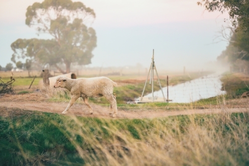 Lone young sheep walking along track on farm - Australian Stock Image