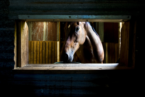 Lonely horse framed in rustic stable light - Australian Stock Image