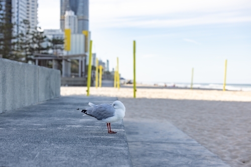 Lonely seagull relaxing at Surfers Paradise on the Gold Coast - Australian Stock Image