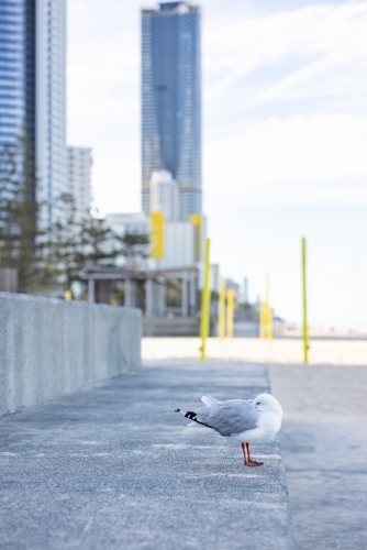 Lonely seagull relaxing at Surfers Paradise on the Gold Coast - Australian Stock Image