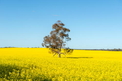 Lonely tree in a paddock of yellow canola under a clear blue sky - Australian Stock Image