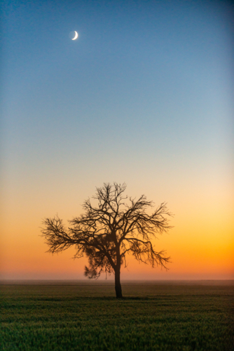 Lonely tree under crescent moon at dawn. - Australian Stock Image