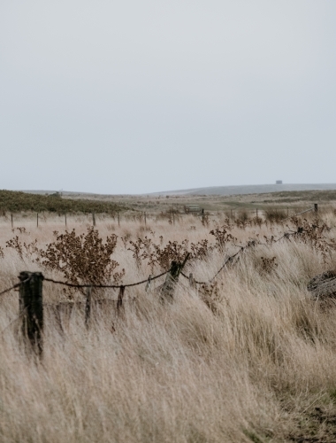 Long dry grass and a rusty barbed fence.