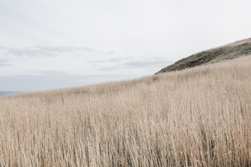 Long dry grass on edge of cliff at sunset - Australian Stock Image