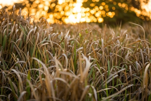 Long grass at sunset - Australian Stock Image