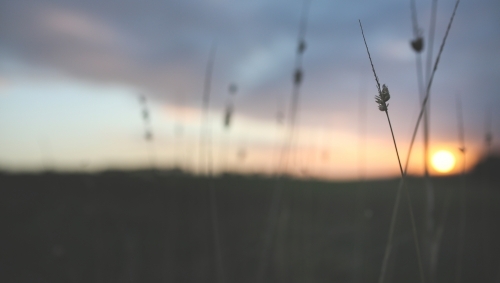 Long grass stalks with out of focus sunset background