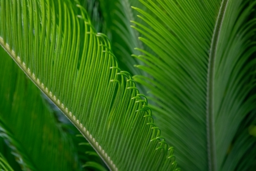Long green cycad leaves - Australian Stock Image