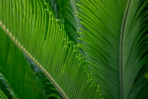 Long green cycad leaves