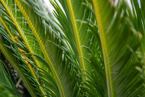 Long leaves of cycad plant