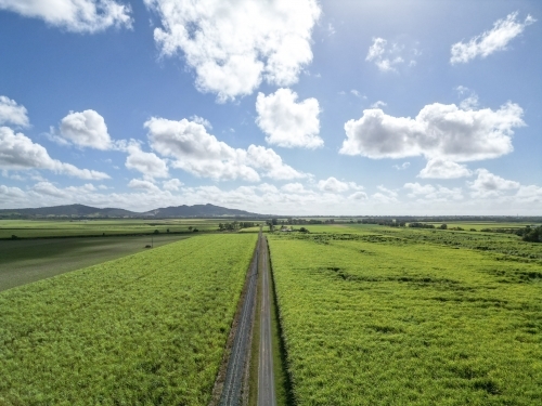 Long Road through the cane farm - Australian Stock Image