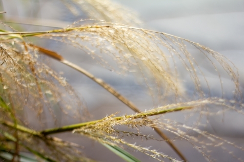 long seed head on ornamental grass - Australian Stock Image