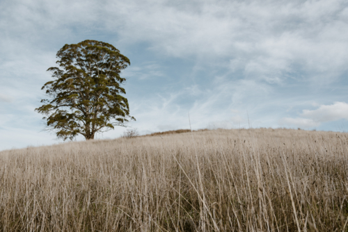 long summer grassy land with Australian gum tree - Australian Stock Image