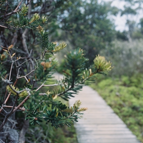 Long Timber Track Through the Bush - Australian Stock Image