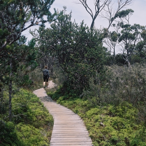 Long Timber Track Through the Bush - Australian Stock Image