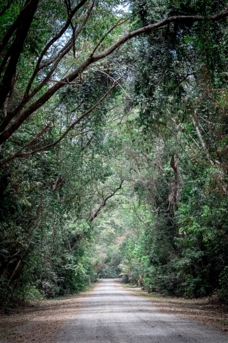 Long view of dirt road through the rainforest - Australian Stock Image