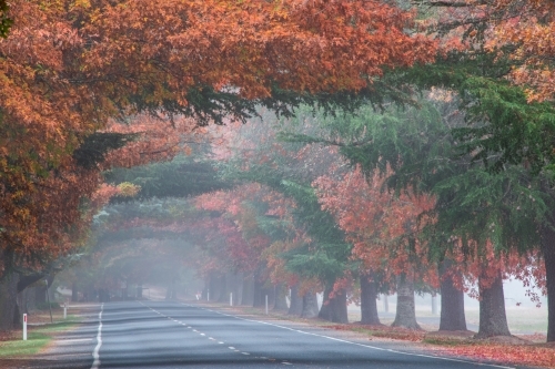 Looking along a canopy of autumn trees in the early morning fog. - Australian Stock Image