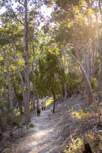 Looking along a gravel walking track in amongst an open dry eucalyptus forest - Australian Stock Image