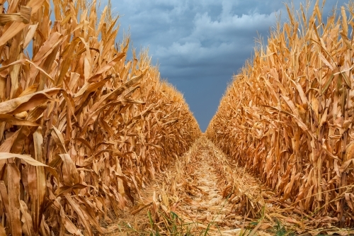 Looking along a row of dried corn under a dark sky - Australian Stock Image