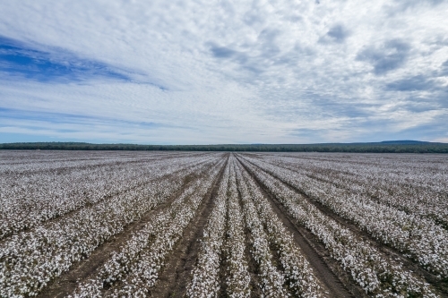 Looking along fields of cotton plants growing - Australian Stock Image