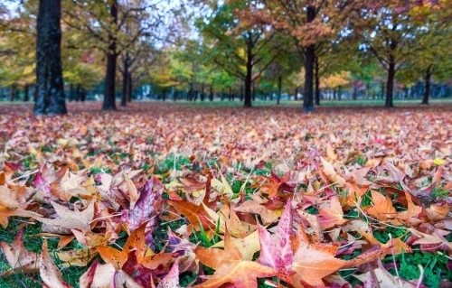 Looking closely at the brightly coloured autumn leaves on the ground - Australian Stock Image