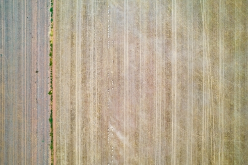Looking directly down on a paddock and sheep walking along in lines. - Australian Stock Image