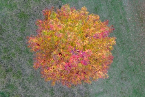 Looking directly down over an autumn tree with coloured leaves - Australian Stock Image