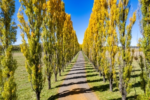 Looking down a country lane that is lined with yellow autumn poplar trees on a sunny blue sky day - Australian Stock Image
