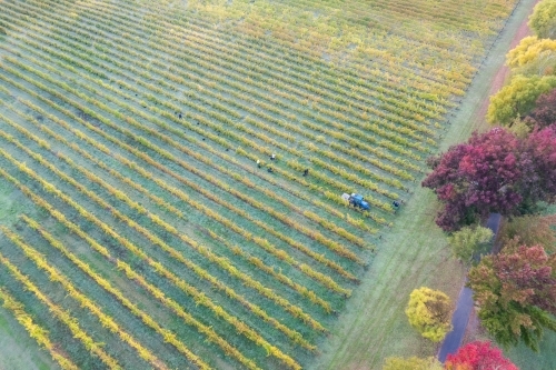 Looking down at a vineyard with autumn trees on the edge of the field - Australian Stock Image