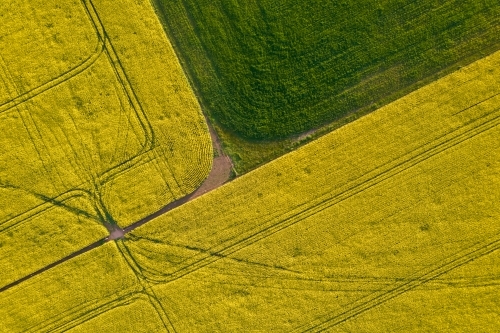 Looking down at canola field patterns in the Mallee.
