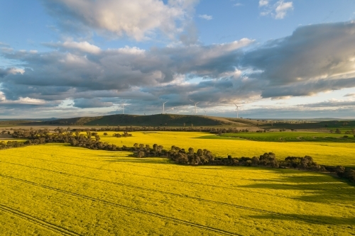 Looking down at canola fields leading into the distance in the Mallee. - Australian Stock Image