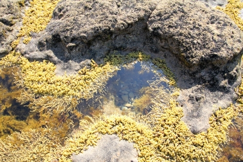 looking down into a rock pool