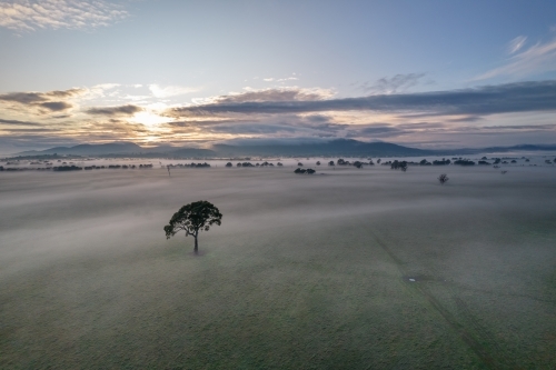 Looking down on a lone tree at sunrise with fog covering the ground. - Australian Stock Image