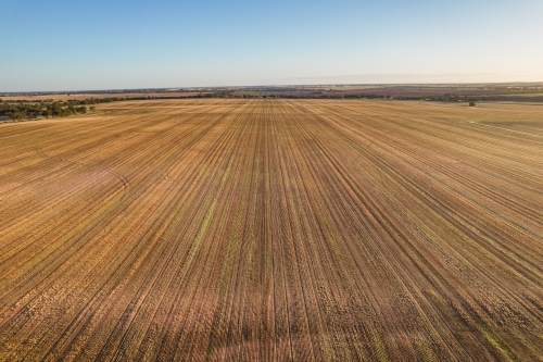 Looking down on a new crop of a barley paddock - Australian Stock Image