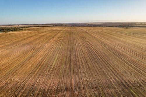 Looking down on a new crop of a barley paddock