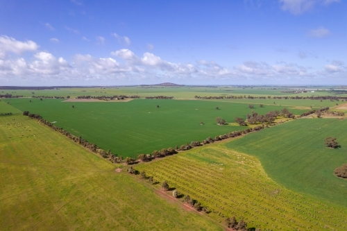 Looking down on canola, wheat and other grain crops in the Mallee. - Australian Stock Image