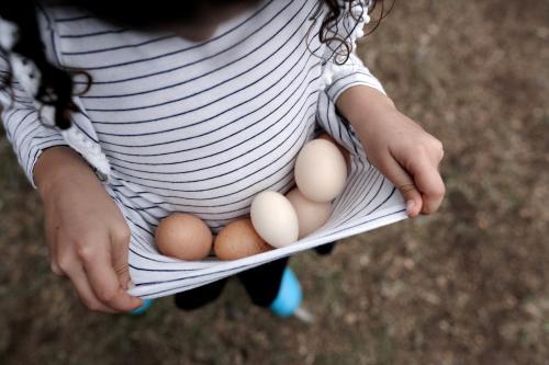 Looking down on girl carrying eggs in her shirt - Australian Stock Image