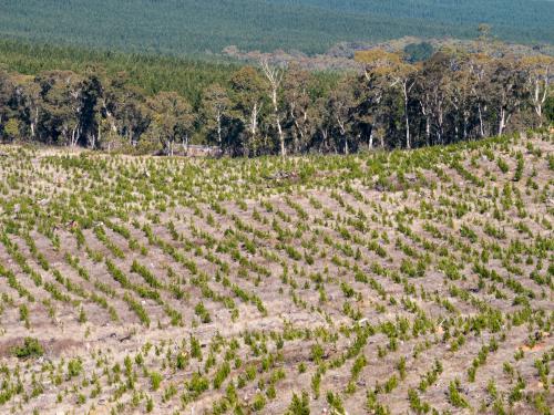 Looking down on young trees of a recently planted pine plantation - Australian Stock Image