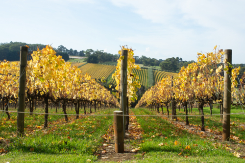 Looking down rows of golden grape vines in autumn - Australian Stock Image