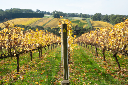 Looking down rows of golden grape vines in Autumn - Australian Stock Image