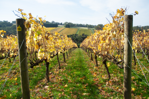 Looking down rows of grape vines in autumn on the Mornington Peninsula - Australian Stock Image