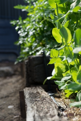 Looking down the side of vegetable garden - Australian Stock Image