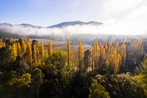 Looking over a line of poplar trees in autumn with the fog in the distance on a blue sky day. - Australian Stock Image