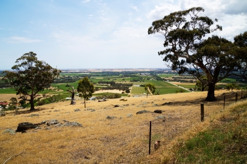 Looking over vineyards and farmland from a hilltop - Australian Stock Image