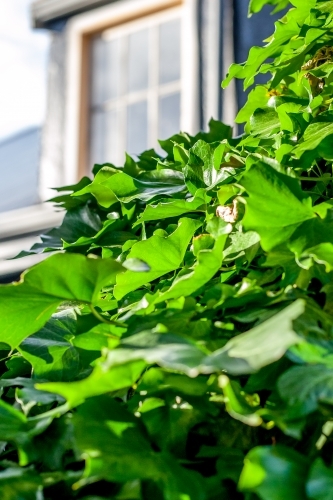 Looking past ivy growing on a tree to a dormer window on a historic cottage - Australian Stock Image